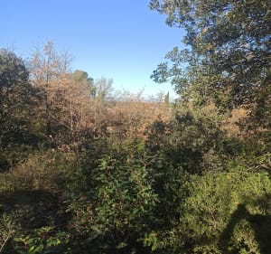 Bois de Bouc - Aix-en-Provence - 5