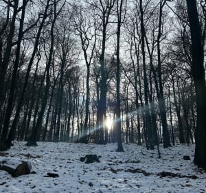 Zoo-Kopiec Niepodległości i Las Wolski - Kraków - 3