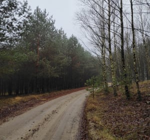 Nad Jezioro Nowe w Suchatówce - Toruń - 5
