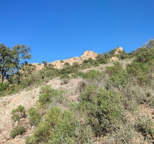 Single dans l'Esterel. - Saint-Raphaël - 3