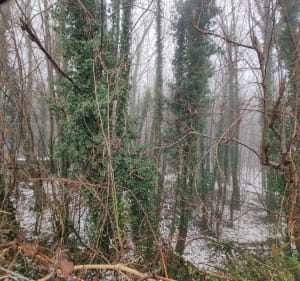 Balade hivernale à Louches - Landrethun-lès-Ardres - 4