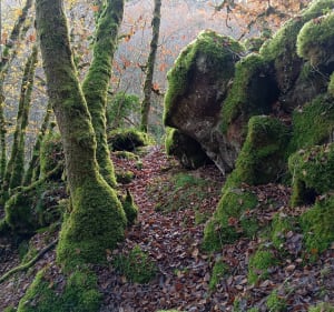 Boucle le long de l'Auvézère et Château de la Forge - Yoann - 3