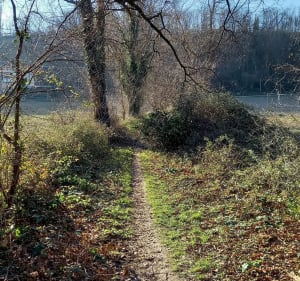 Bois de Ternay - Corbas - 3