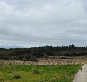 À la recherche de la table d'orientation à Baixas - Baixas - 3