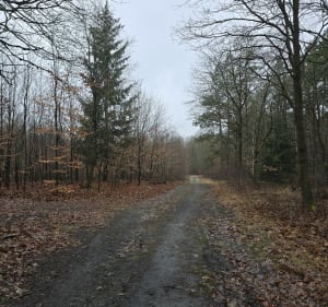 Nadwarcianskie Lasy - Sasinowo - 3