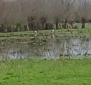 Briollay entre Sarthe et Loir - Briollay - 3