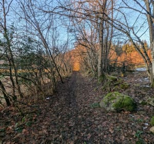 Balade en forêt avec vu sur le Puy de Dôme - Angelique - 3