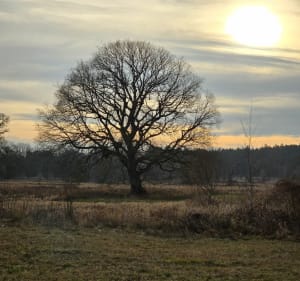 Puszczykowo do Dębów Rogalińskich - Puszczykowo - 5