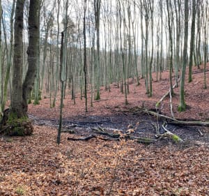 Dolina Strzyży w Trójmiejskim Parku Krajobrazowym - Gdańsk - 4