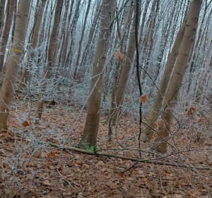 Parcours de santé  Wittenheim - Wittenheim - 4