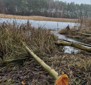 Stawy moraskie i potok Umultowski - Poznań - 3