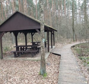 Ścieżka dydaktyczna „Dąb Dominik” w Poleskim Parku Narodowym - Łomnica - 5