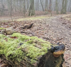 Trasa wokół jeziora Kociołek w WPN - Ludwikowo - 3