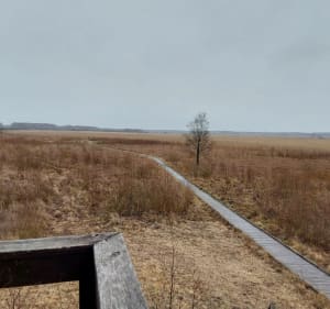 Ścieżka dydaktyczna „Czahary” w Poleskim Parku Narodowym - Zastawie - 3