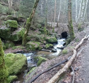 Forêt de Boisséjour + Rocher Gargantua au rythme des enfants - Ceyrat - 3