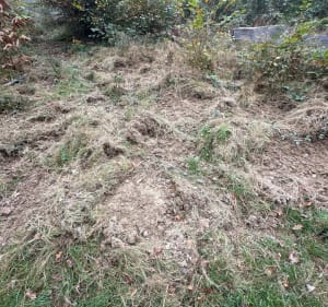 Les étangs de la forêt de Bonnevaux - Chatonnay - 3
