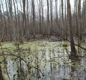 Stryków -Imielnik Stary - Tymianka - 5