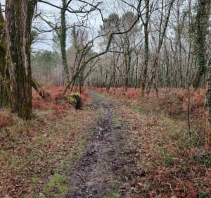 Balade en forêt à Cubnezais par la Michelotte - Cubnezais - 3