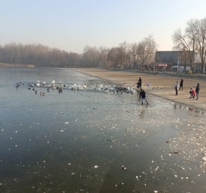 Pogoria 2, 3 i 4 - Chorzów - 4