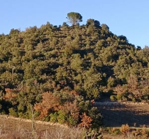 Le berceau de la plus vieille bulle du monde - Saint-Hilaire - 3
