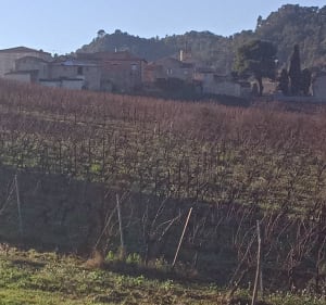Le berceau de la plus vieille bulle du monde - Saint-Hilaire - 5