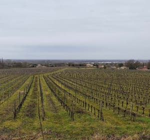 Saint André de Cubzac, ses Châteaux et son moulin - Saint-André-de-Cubzac - 4