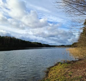 3,5 km leśne okolice Niesiołowic - Niesiołowice - 3