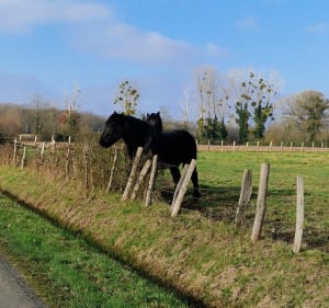 Boucle du pineau - Mézeray - 3