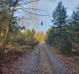 Sokolnikach Lesie - Sokolniki-Las - 3