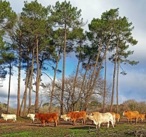 Boucle de la Forge et Bouricos - Pontenx-les-Forges - 5
