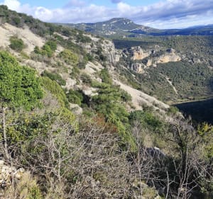Saint-Guilhem-le-Désert, Max Nègre, forestière des Plos - Saint-Guilhem-le-Désert - 3