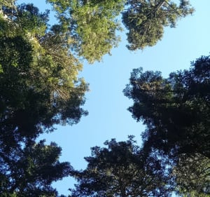 Balade en forêt par le Breton - Isabelle - 3