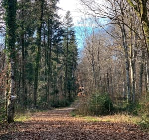 Le chemin autour des ruisseaux du Dahu Ambré - Osselle-Routelle - 3