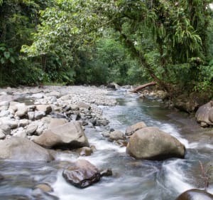 Aller-retour aux Chutes Moreau - Goyave - 4