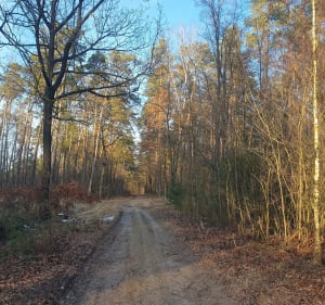 Leśnej dukty - Duraj - 3