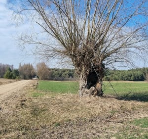 Kasztelik Korona Podlasia. Trasa od Maćkowicz przez Olendry - Maćkowicze - 3