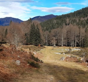 La forêt du Différend - Ancizan - 5