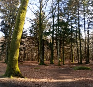 Évasion forêt de Chabrieres - Guéret - 3
