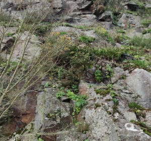 Balade à  Taden - Saint-Samson-sur-Rance - 5
