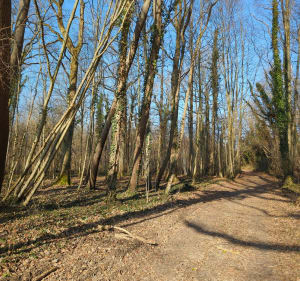 Balade hivernal forêt et vigne à Trigny - Trigny - 3