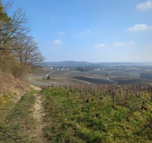 Balade hivernal forêt et vigne à Trigny - Trigny - 4