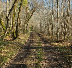 L'Homme de l'Epine depuis Puybaronneau - Cellefrouin - 5