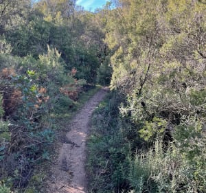 Petite randonnée à Réals et Bois de Veyran - Murviel-lès-Béziers - 3