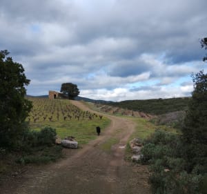 Les vignes de Laurens avec vue dégagée - Laurens - 4