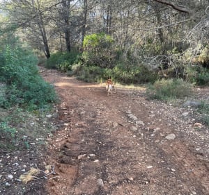 Petite randonnée à Réals et Bois de Veyran - Murviel-lès-Béziers - 5
