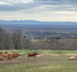 Montée du Moenkalb - Heiligenstein - 5