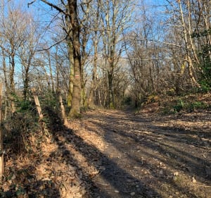 Boucle Artiguelouve , Arbus par les vignes et les bois - Artiguelouve - 4