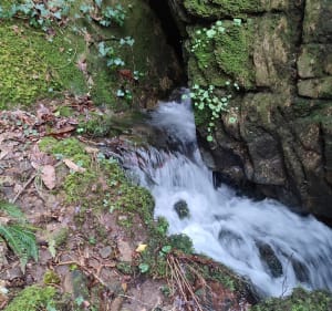 L'eau et la verdure à Kerfoucher - Tréméven - 3