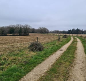 Forêt et chemins vignolais - Vigneux-de-Bretagne - 4