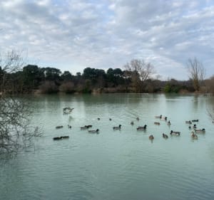 De Gossemin à Paloumey entre forêts, vignoble et lacs - Le Pian-Médoc - 3